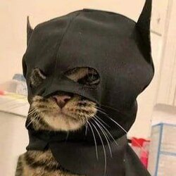 batcat icon